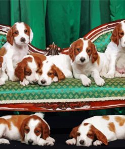 Irish Setters Dogs paint by number