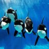 Killer Whales Underwater paint by number