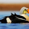King Eider paint by number