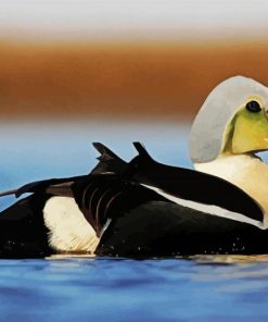 King Eider paint by number