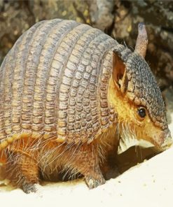 Little Armadillo paint by number