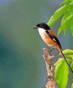 Long Tailed Shrike Bird paint by number