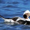 Long Tailed Duck paint by number