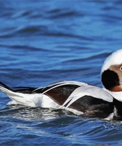 Long Tailed Duck paint by number