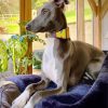 Lurcher Dog On Sofa paint by numbers