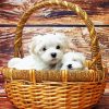 Maltese Dogs In Basket paint by numbers