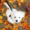 White Maltipom Puppy paint by numbers