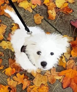 White Maltipom Puppy paint by numbers