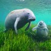 Manatees Animals paint by numbers