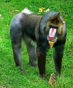 Mandrill Monkey Animal In Grass paint by numbers