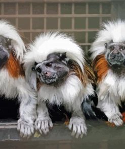 Marmosets Animal paint by numbers