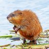 Muskrat Animal paint by numbers