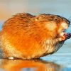 Muskrat Animal Near Water paint by numbers
