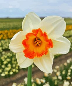 Narcissus Flower paint by numbers