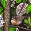 New Zealand Fantail Bird paint by numbers