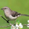 Northern Mockingbird On Stick paint by number
