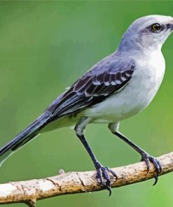 Northern Mockingbird paint by number