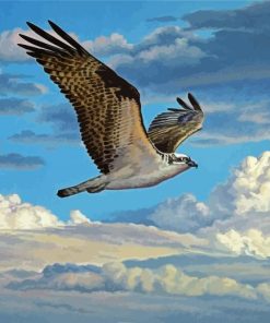 Osprey Bird Flying paint by number