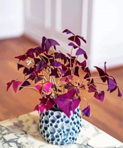 Oxalis Plant Pot paint by numbers