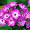 Phlox Blossom paint by numbers