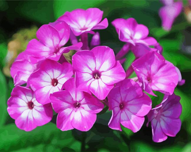 Phlox Blossom paint by numbers