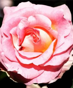 Pink Floribunda Rose paint by numbers