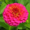 Pink Zinnia paint by number