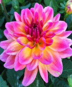 Purple And Yellow Dahlia paint by numbers