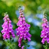 Purple Common Foxglove paint by numbers