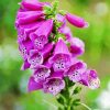 Purple-Foxglove paint by numbers