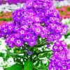Purple Phlox Flowering Plant paint by numbers