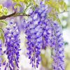 Purple Wisteria Flower paint by number