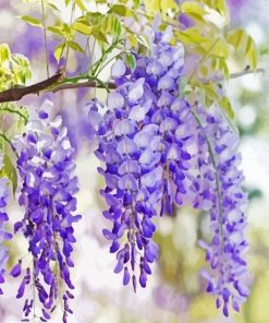 Purple Wisteria Flower paint by number