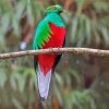 Quetzal Bird paint by number