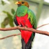 Quetzal Bird Animal paint by numbers