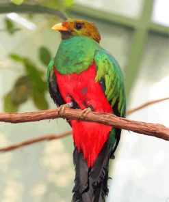 Quetzal Bird Animal paint by numbers