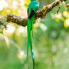 Quetzal Bird Back paint by numbers