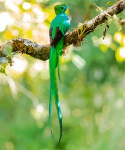 Quetzal Bird Back paint by numbers