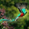 Quetzal Bird Flying paint by number
