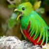 Quetzal Bird Peeping paint by numbers