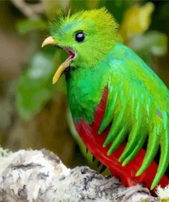 Quetzal Bird Peeping paint by numbers