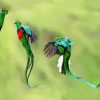 Quetzal Birds paint by numbers