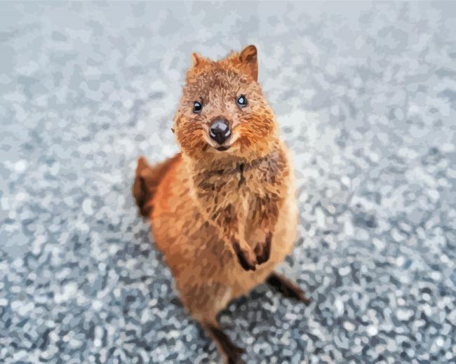 Quokka Animal paint by number