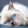 Ragdoll Cat Blue Eyes paint by number