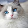 Ragdoll Cat paint by number