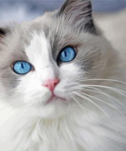 Ragdoll Cat paint by number