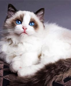 Ragdoll Kitty paint by number
