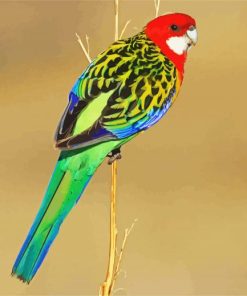 Rainbow Eastern Rosella Bird paint by numbers