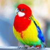 Rainbow Parakeet Bird paint by numbers