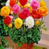 Ranunculus Flowers In A Plant Pot paint by number